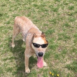 Meet your Posher, Richard